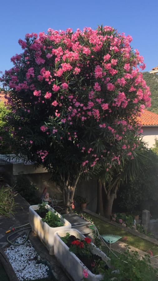 Apartment Beautiful With Garden *